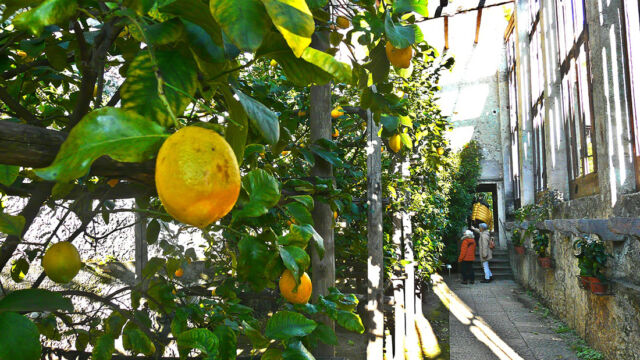 LIMONAIA PRA DELA FAM